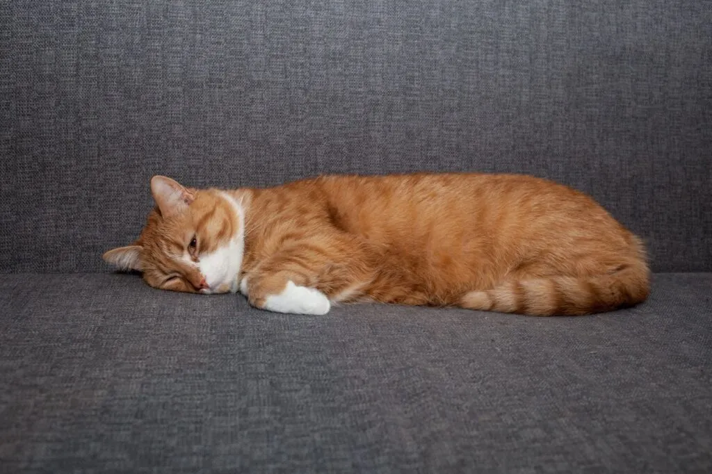 sad red cat lying with eyes open on a gray sofa after anesthesia. A different cat character sadness depressed without his people. veterinary and pet care Gato laranja e branco deitado no sofá. A apatia é um sintoma que pode surgir com a flatulências nos gatos
