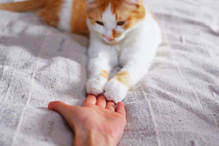 Friendship between human and cat. Paws are on the hand. Gato deitado na cama com as patas esticadas para as mãos de uma pessoa. Saber se os gatos também amam é algo que intriga donos e cientistas