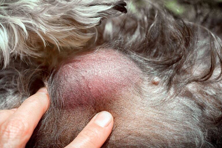 O lipoma nos cães é uma situação sem particular gravidade, mas que deve ser tratada quando o nódulo se torna grande