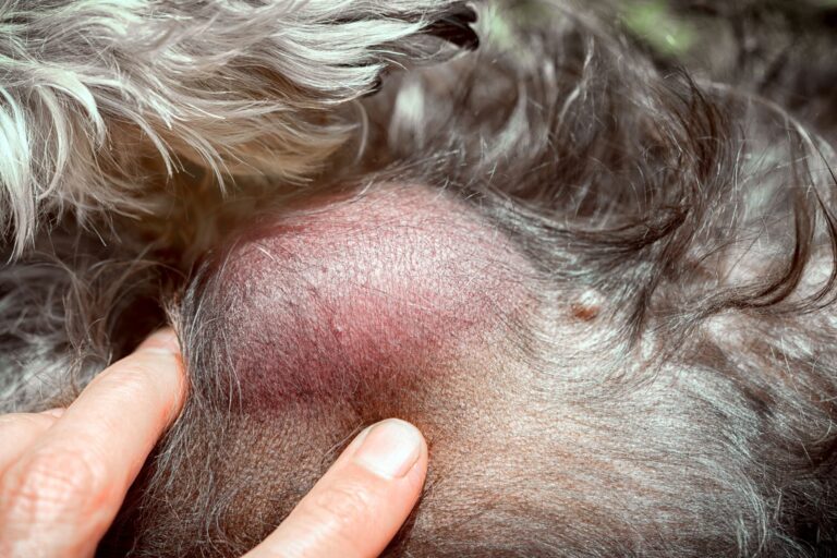 lipoma_1 O lipoma nos cães é uma situação sem particular gravidade, mas que deve ser tratada quando o nódulo se torna grande