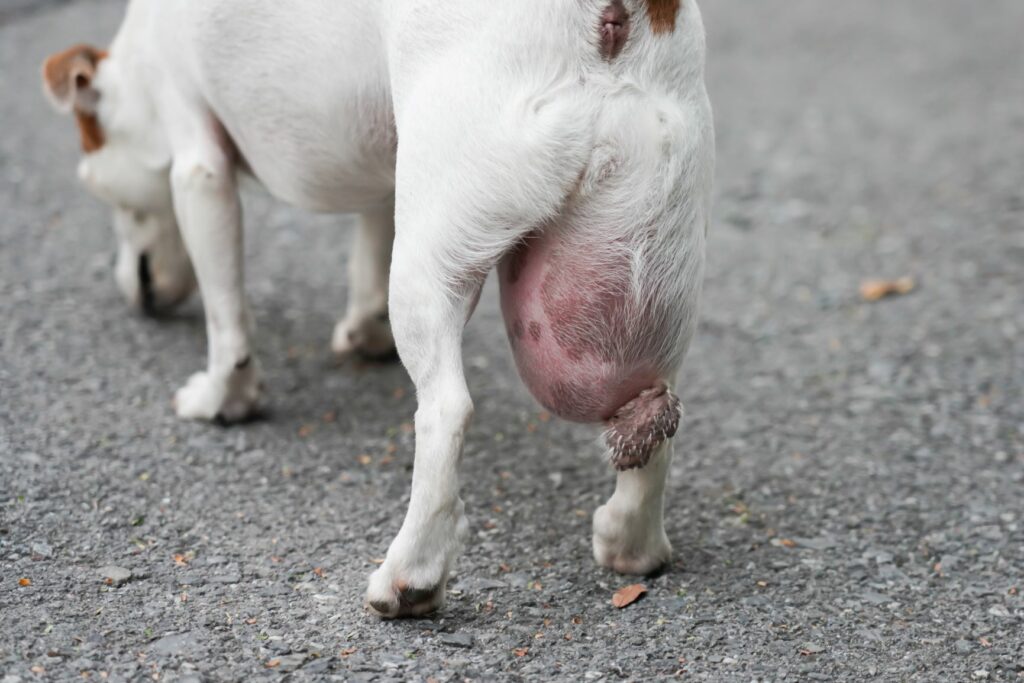 Jack Russel Terriers em pé com um enorme lipoma na coxa.
