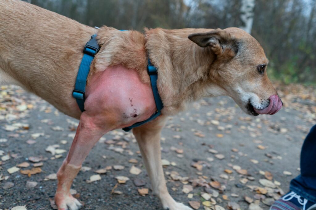 Cão a andar no jardim com uma cicatriz na zona dianteira após remoção de um lipoma