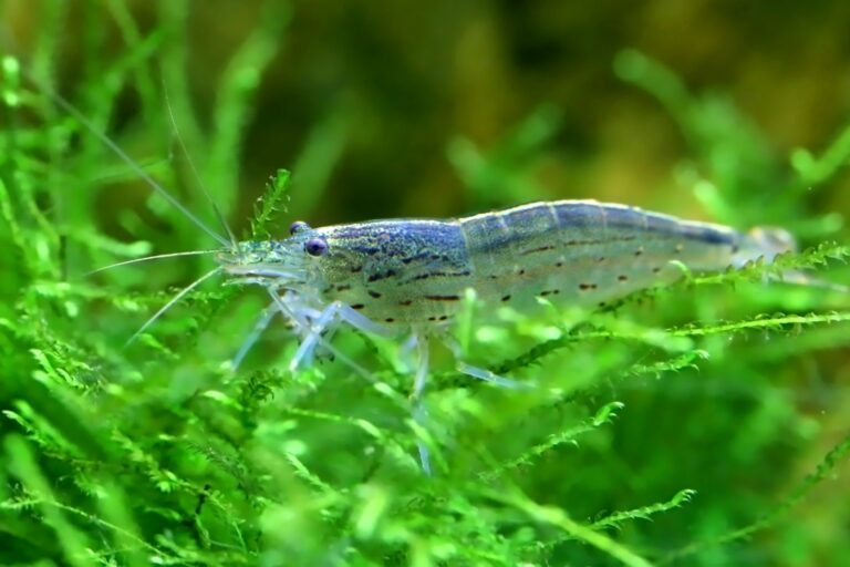 Yamato shrimp on java moss Pequeno camarão junto a musgo de Java