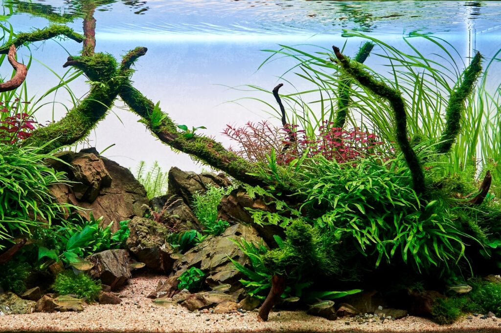 Freshwater planted aquarium (aquascape) with live plants and dia Aquário colorido com várias plantas, incluindo mugo de Java