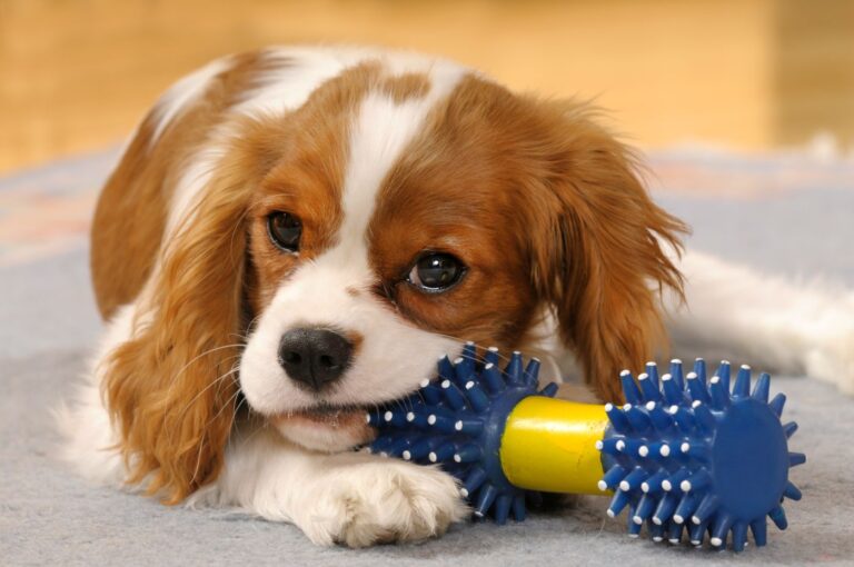 cachorro Cavalier King Charles Spaniel a roer um brinquedo