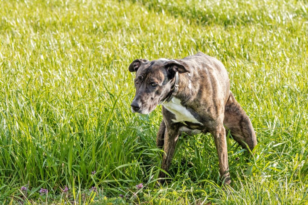 cão adulto a defecar no mato