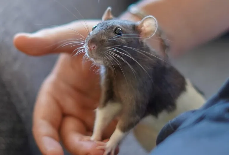 Pet Rat Cuidar da sua ratazana doméstica, a proximidade com os donos é essencial para o bem estar destes roedores
