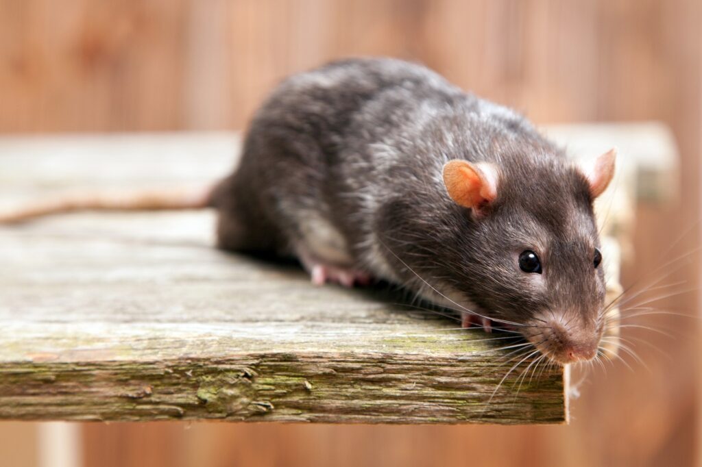 Pet rat Ratazana doméstica de pelo castanho em cima de uma tábua de madeira