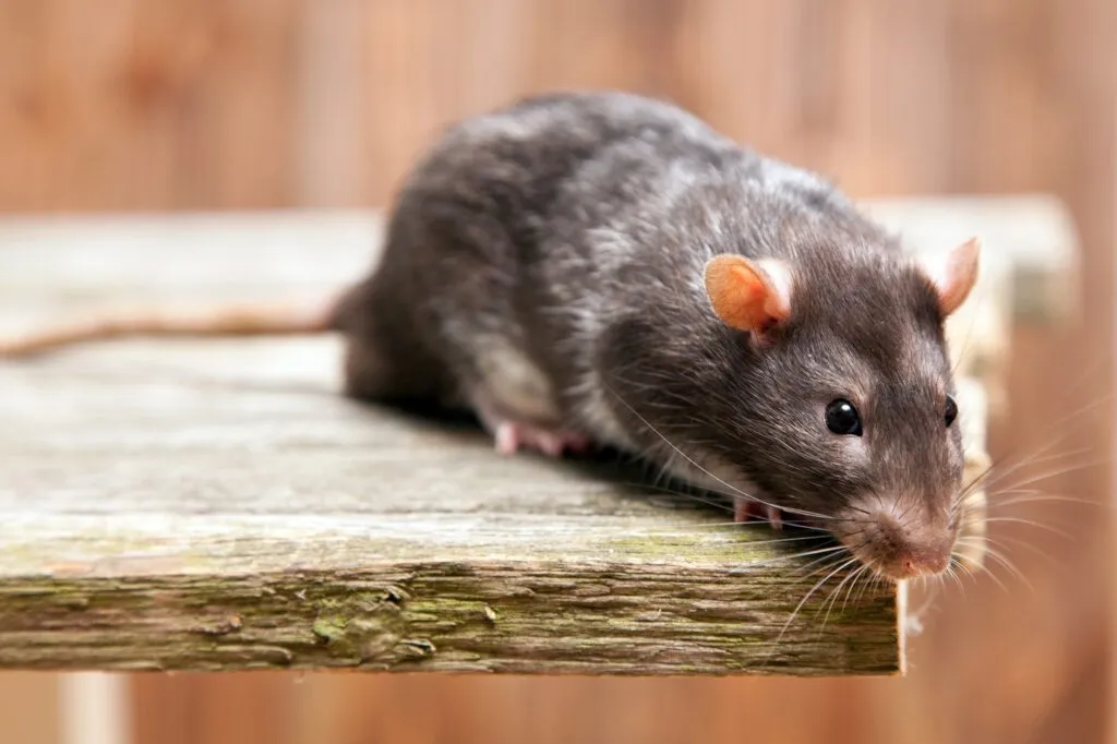 Pet rat Ratazana doméstica de pelo castanho em cima de uma tábua de madeira