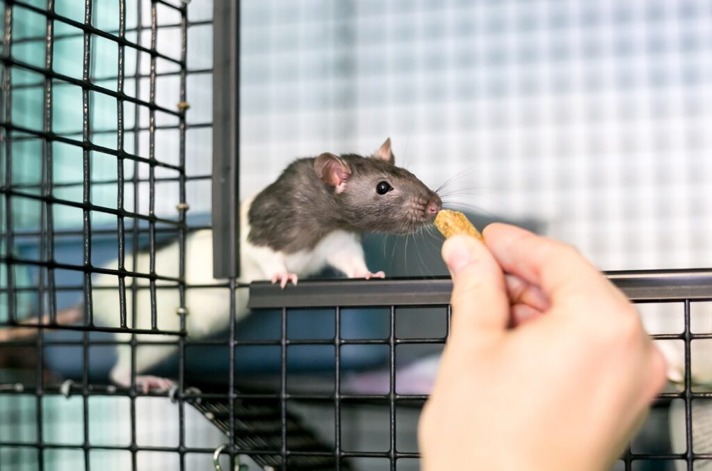A person feeding a treat to a domestic pet rat in its cage Cuidar da sua ratazana doméstica: uma pessoa dá uma guloseima a uma ratazana de pelo castanho e branco