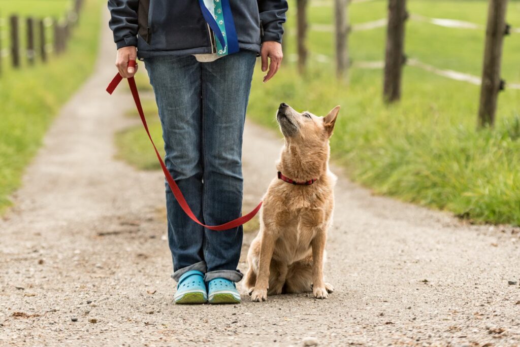 Cão sentado a olhar para o dono num parque. Treinar cães adultos a andar de trela é um processo que exige paciência e tempo