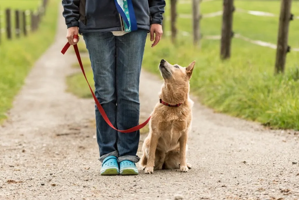 trela_2 Cão sentado a olhar para o dono num parque. Treinar cães adultos a andar de trela é um processo que exige paciência e tempo