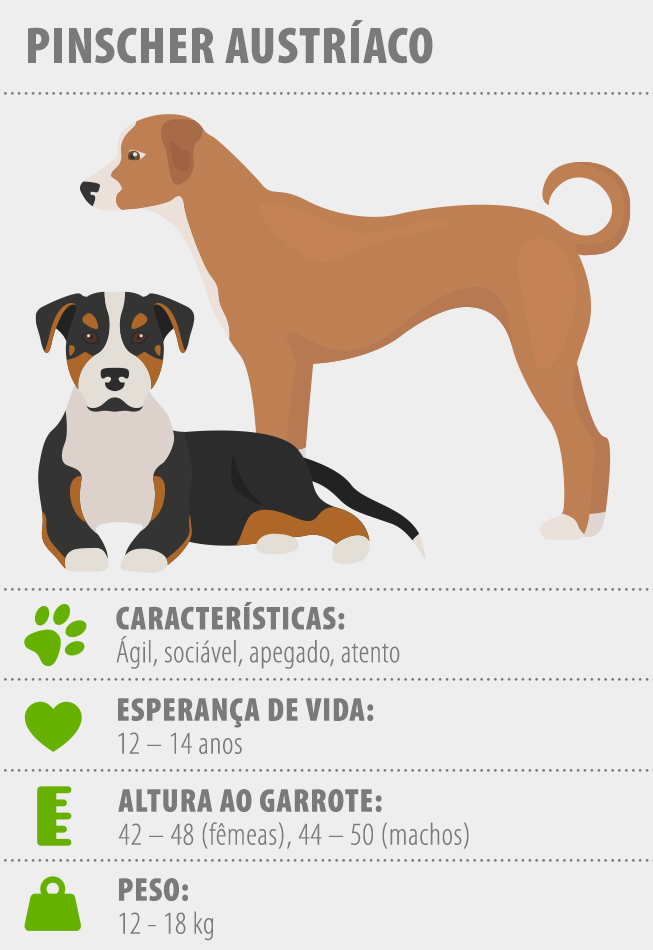 AustrianPinscher_653x950_PT