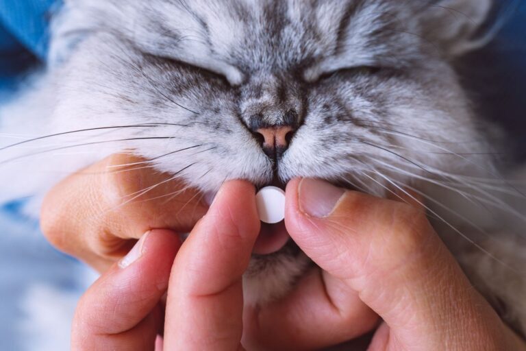 dono dá comprimido a gato doente