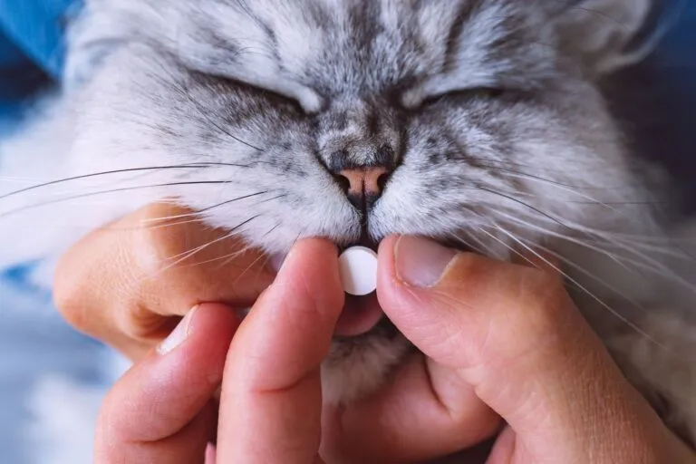 hipertiroidismo-nos-gatos_1 dono dá comprimido a gato doente