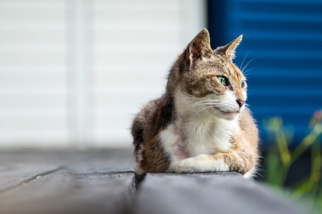 gato sénior deitado com fundo desfocado