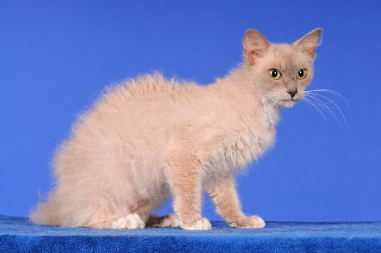 Gato LaPerm adulto de pelo claro sentado num fundo azul