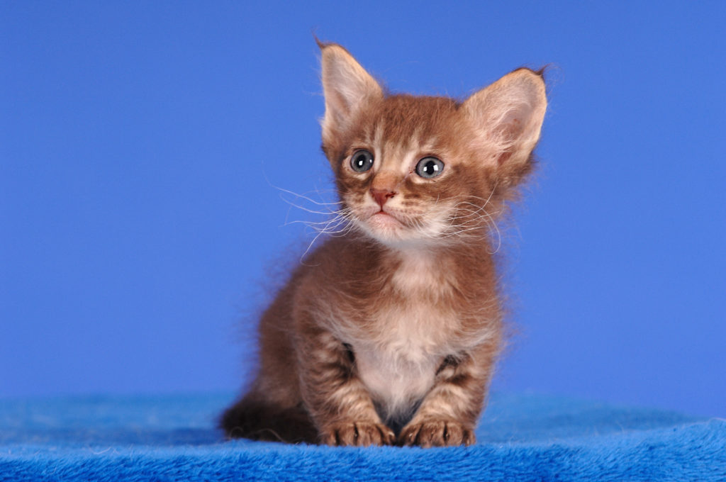 Gatinho LaPerm de pelo avermelhado sentado num fundo azul