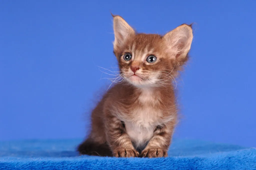 Gatinho LaPerm de pelo avermelhado sentado num fundo azul