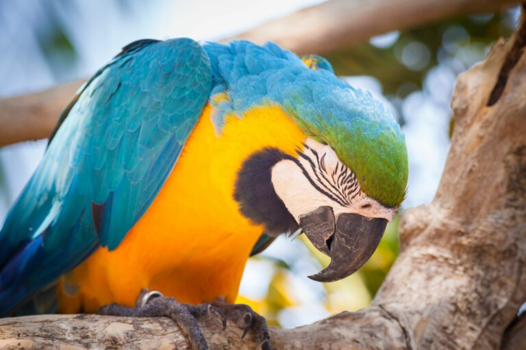 Arara num tronco de ávore. A Doença de Pacheco em papagaios é muitas vezes fatal