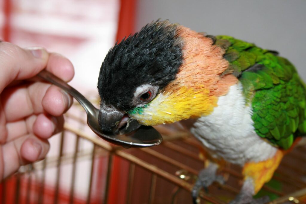 Pássaros com a Doença de Pacheco tomam antivirais. Papagaio a tomar um medicamento de uma colher