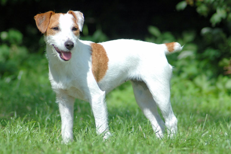 O Parson Russell Terrier branco e castanho em pé na relva