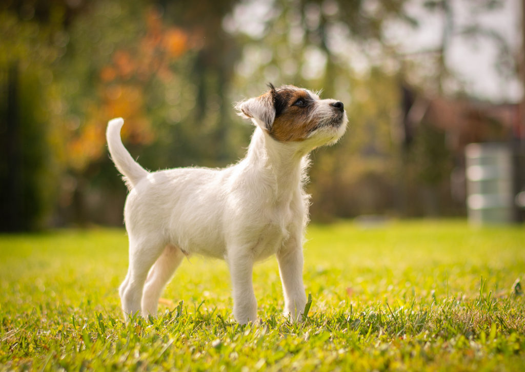 Parson Russell Terrier em pé num jardim