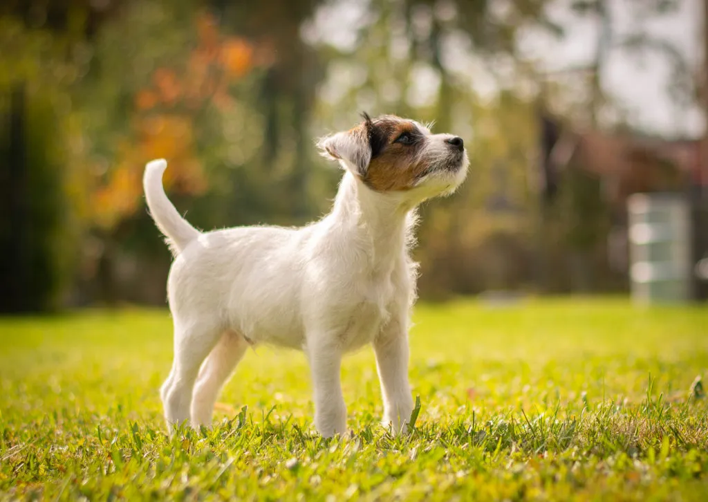 PRT_2 Parson Russell Terrier em pé num jardim