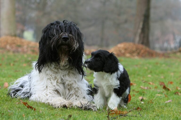 Schapendoes adulto deitado na relva com um cachorro ao lado