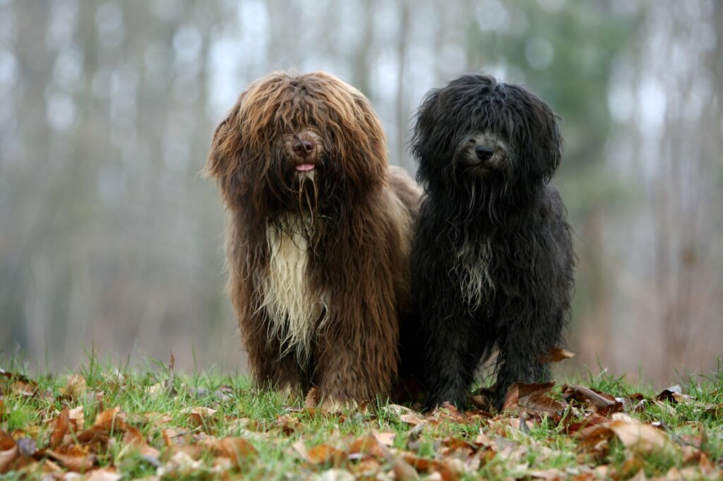 Dois cães da raça Schapendoes em pé num jardim