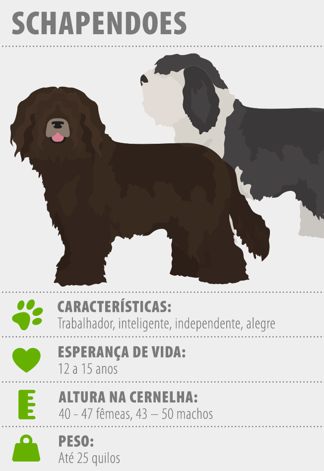 Schapendoes_653x950_PT Infografia sobre a raça Schapendoes