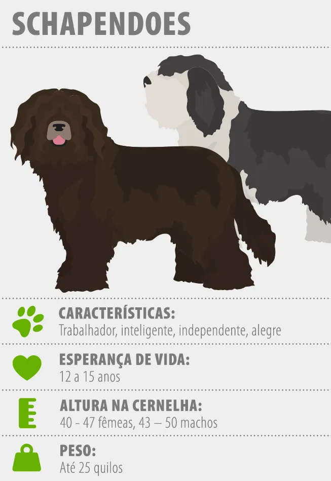 Schapendoes_653x950_PT Infografia sobre a raça Schapendoes