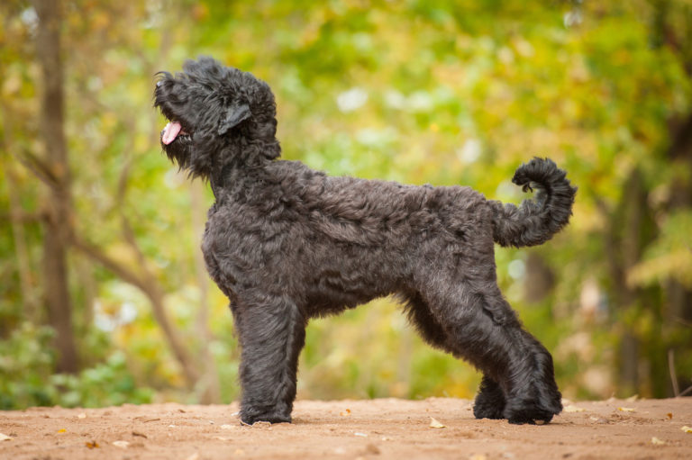 Black russian terrier in autumn