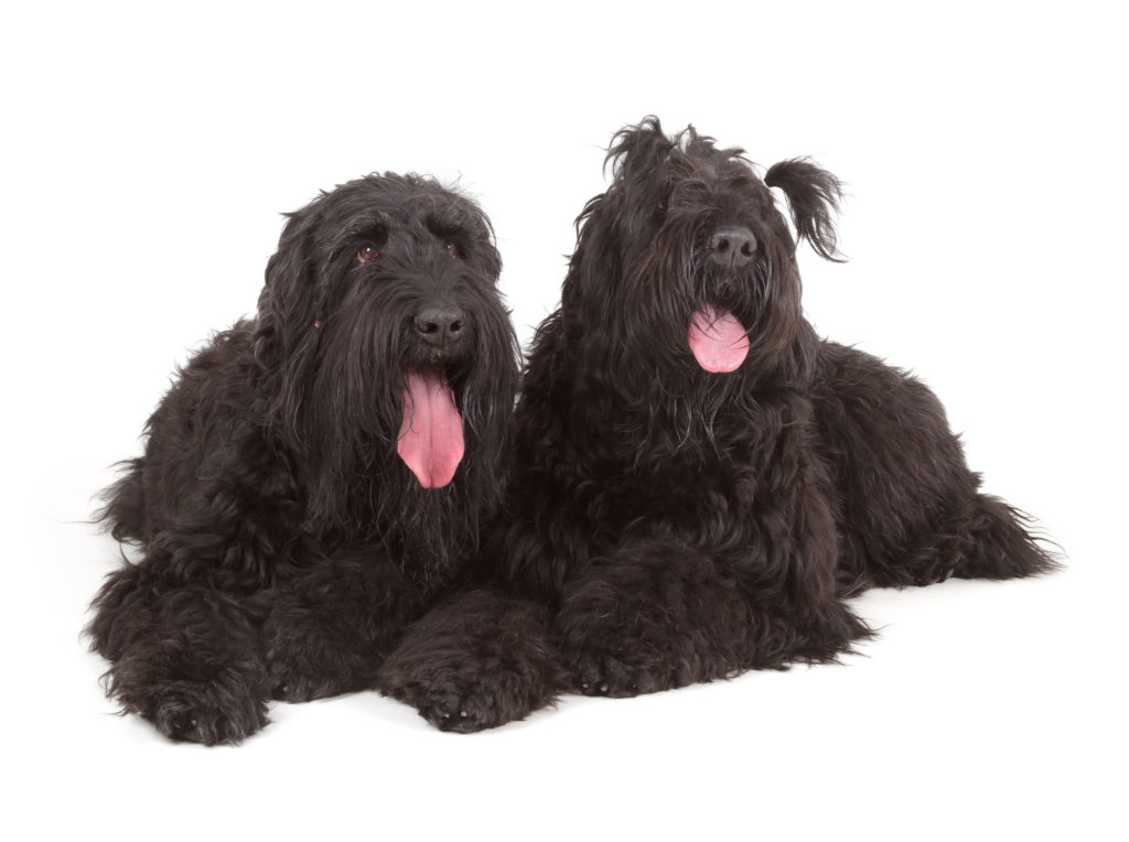 Black Russian Terriers (BRT or Stalin’s dog) Dois Terrier Preto da Rússia deitados