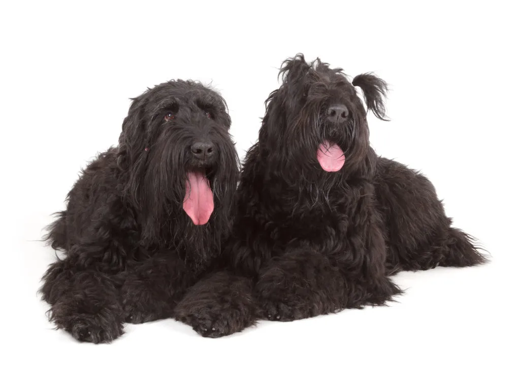 Black Russian Terriers (BRT or Stalin’s dog) Dois Terrier Preto da Rússia deitados