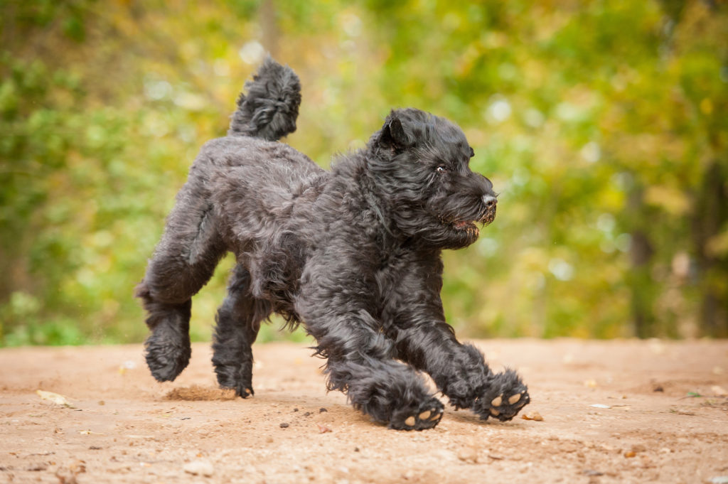 Black russian terrier playing in autumn Terrier Preto da Rússia a brincar num parque