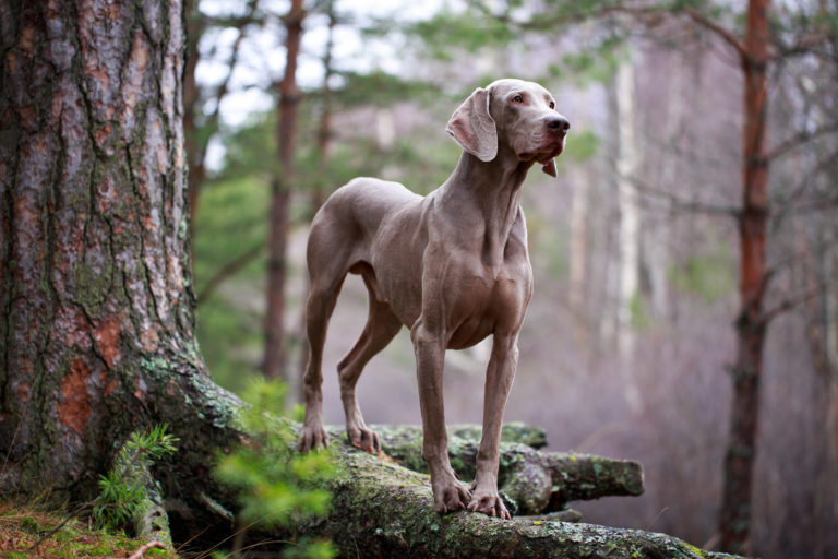 Weimaraner adulto em pé numa floresta junto a uma árvores