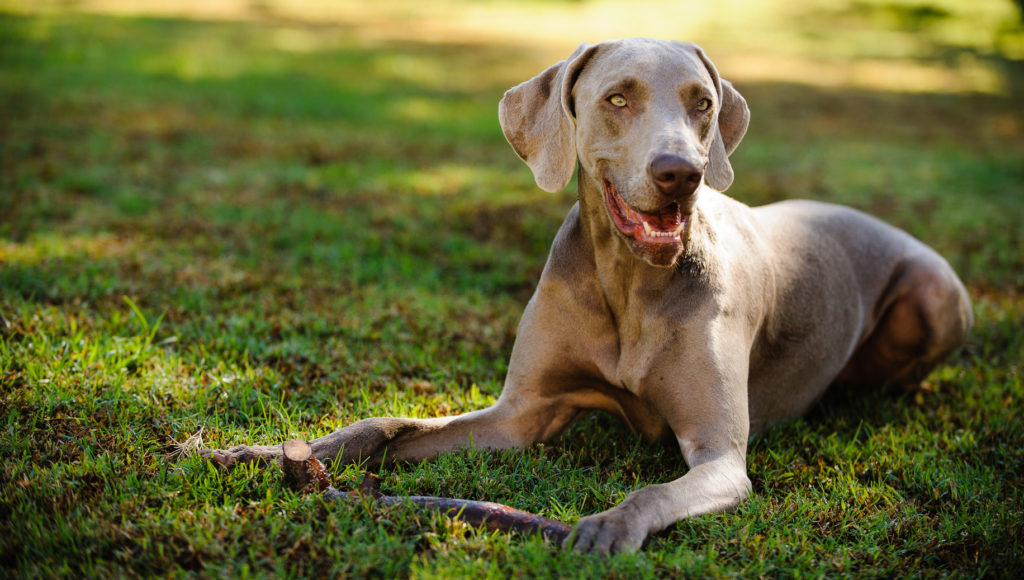 Weimaraner adulto deitado na relva