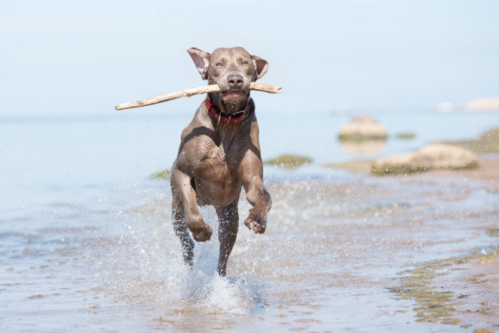 Weimaraner adulto a correr à beira mar com um pau na boca