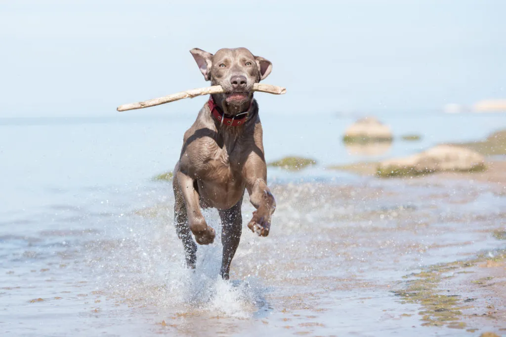 Weimaraner_3 Weimaraner adulto a correr à beira mar com um pau na boca
