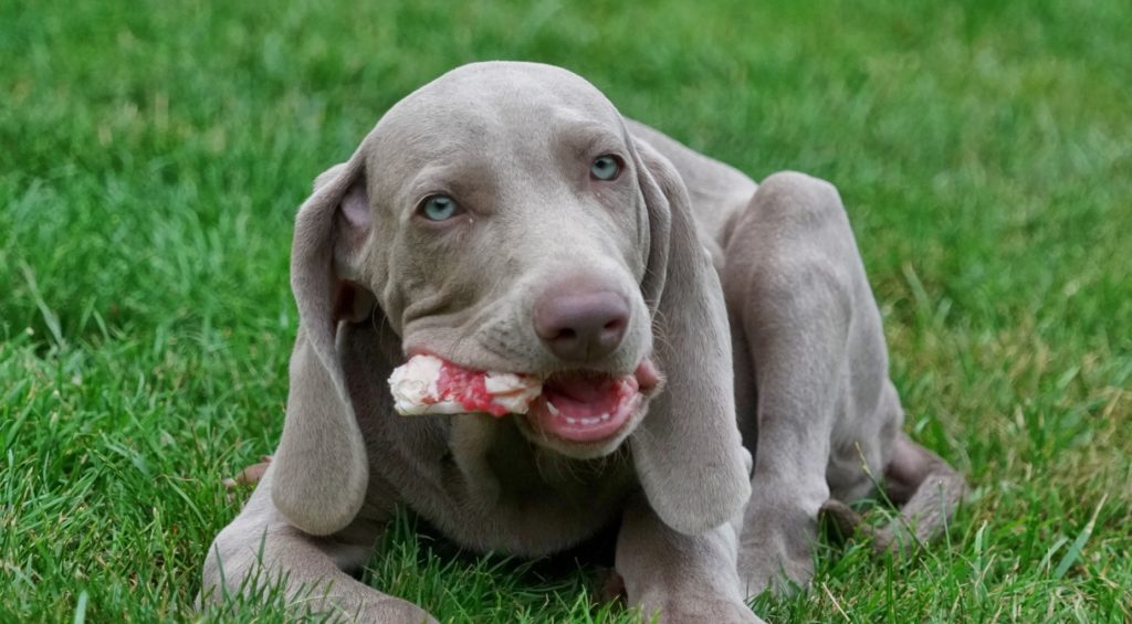 Weimaraner cachorro deitado na relva a roer um osso