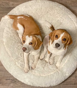 Dois cães deitados numa almofada redonda