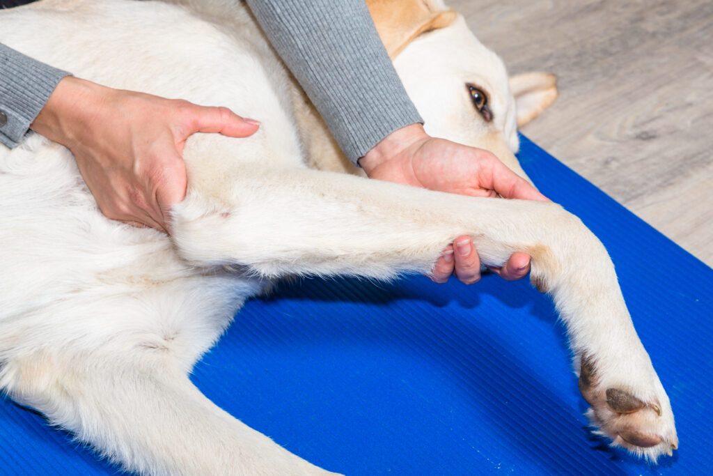 Veterinário apalpa o cotovelo de um Golden Retrivier. A apalpação é um meio de diagnóstico para as dores nas articulações nos cães