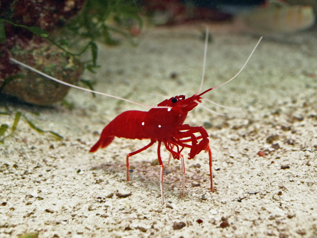 Camarão vermelho no fundo do aquário