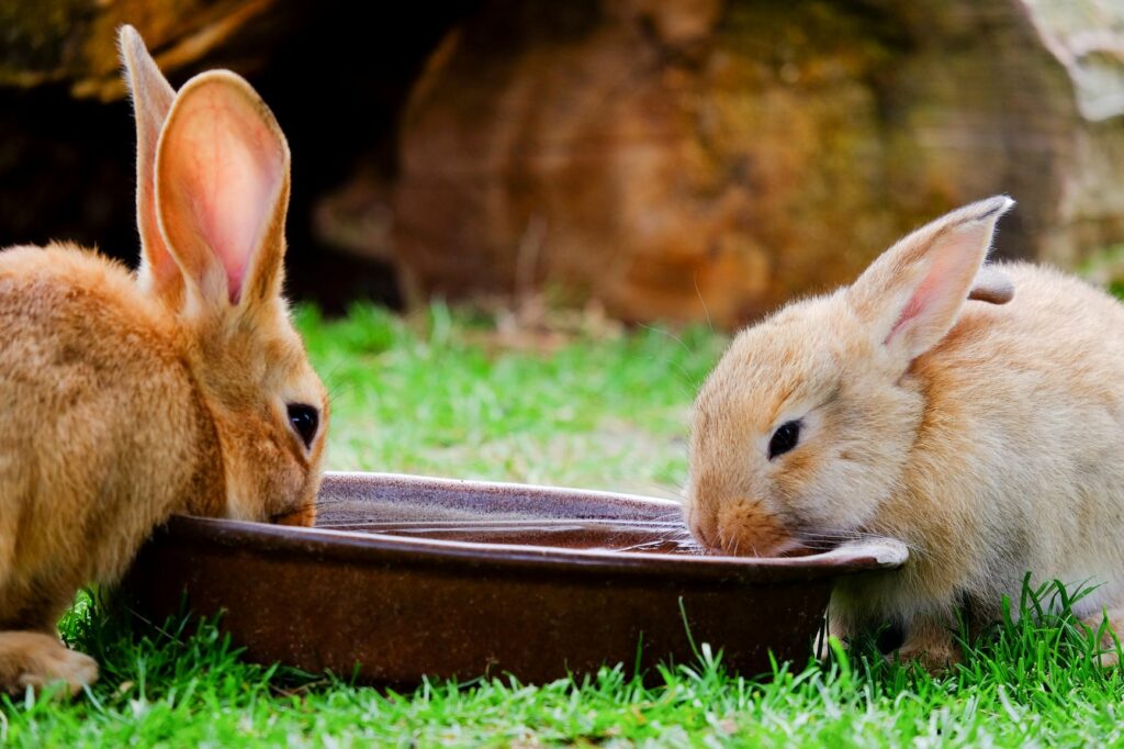 Dois coelhos a beber água de uma tijela sobre a relva. Para proteger os coelhos do calor dê-lhes água fresca