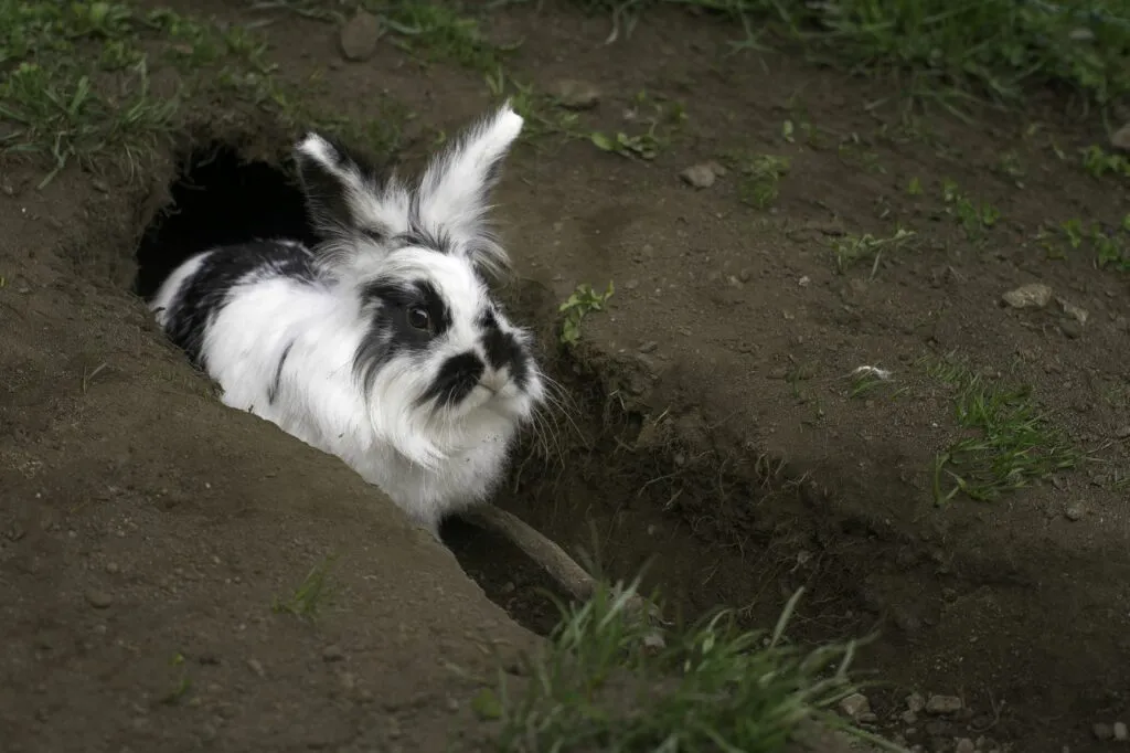 coelhos_3 Coelho branco e preto faz um buraco na terra
