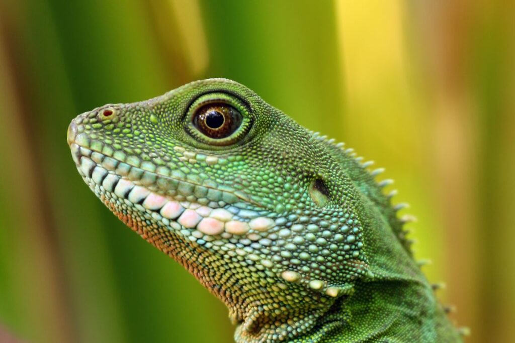 dragão-d'água-chinês de perfil em fundo verde