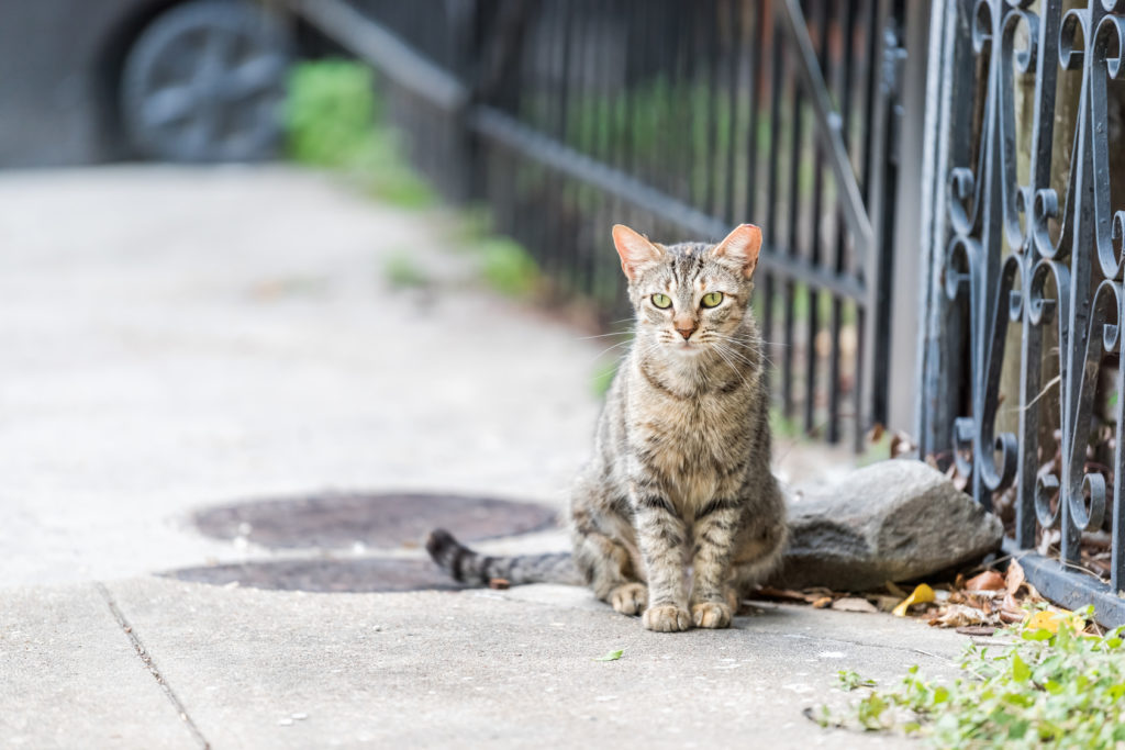 gato de exterior sentado na rua junto a portão
