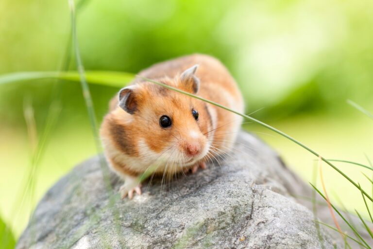 hamster-sírio em cima de uma pedra
