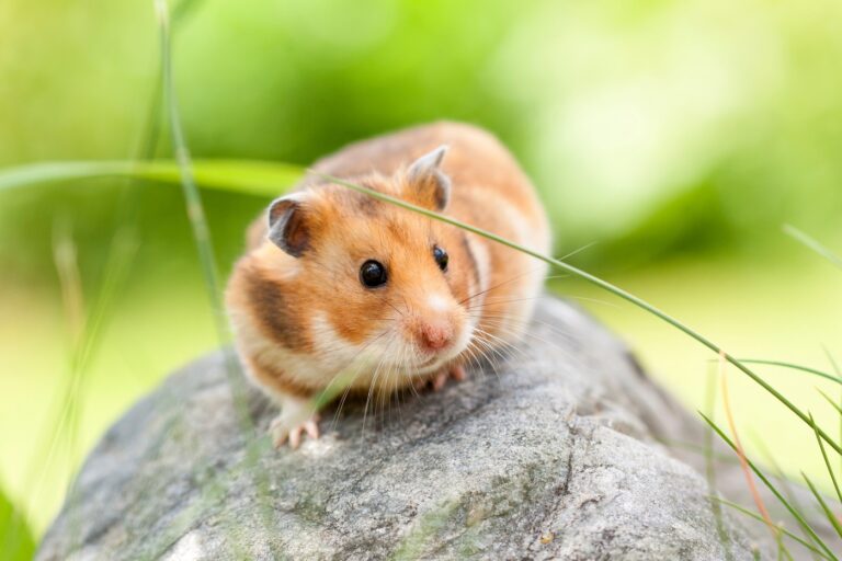 hamster-sírio_1 hamster-sírio em cima de uma pedra